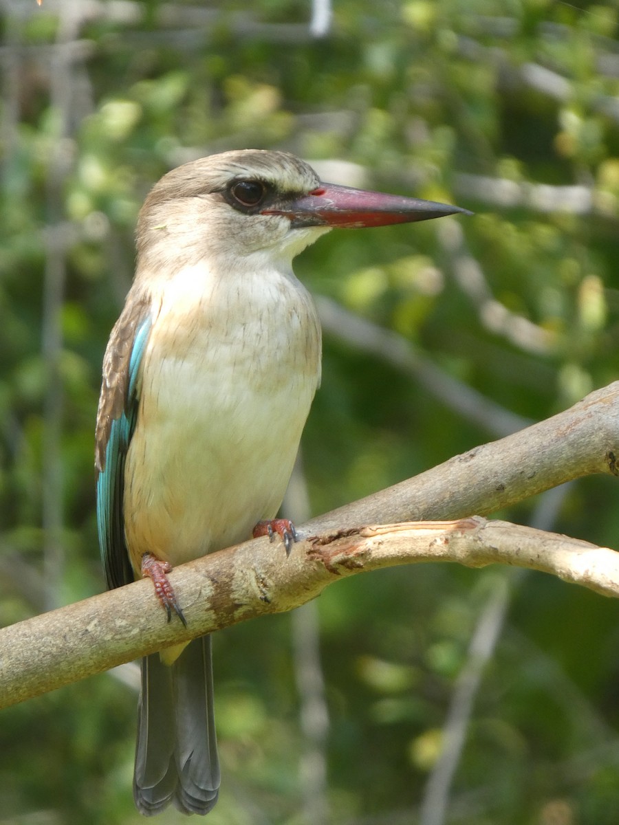 Brown-hooded Kingfisher - ML345376891