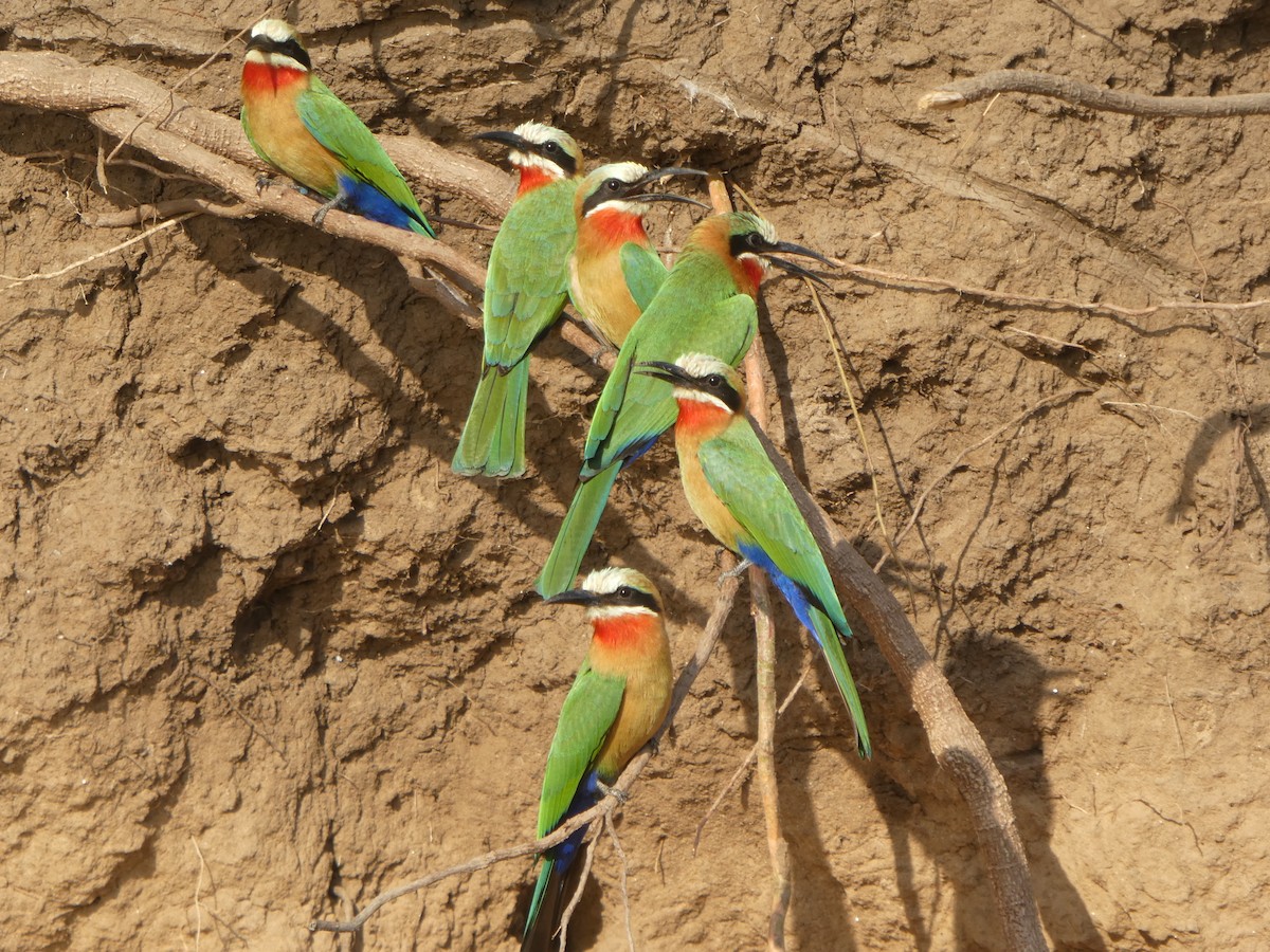 White-fronted Bee-eater - Matthias Bachmann