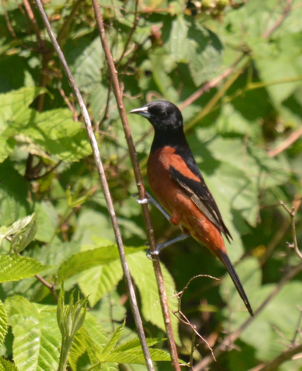 Orchard Oriole - ML345377321