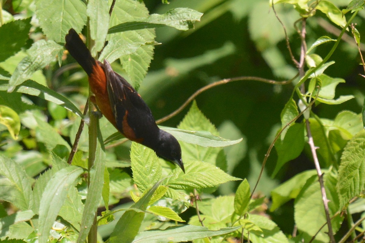 Orchard Oriole - ML345377331