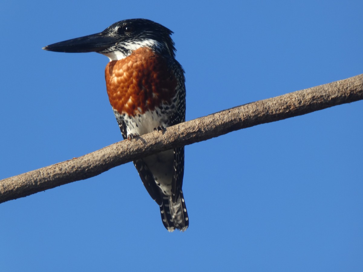 Giant Kingfisher - ML345377851