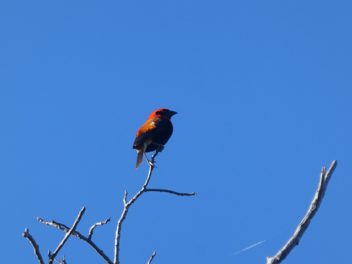 Black-winged Bishop - Matthias Bachmann