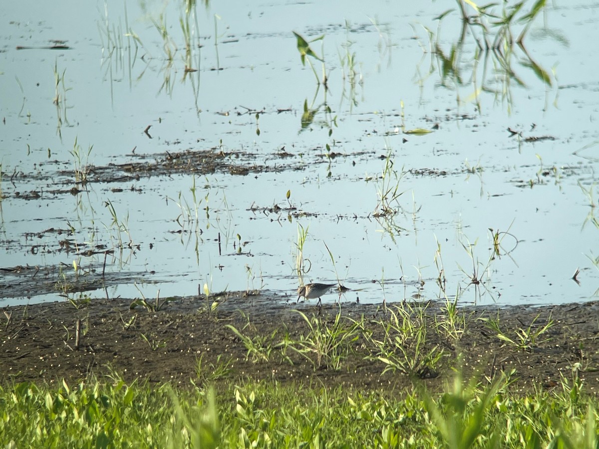 White-rumped Sandpiper - ML345381021