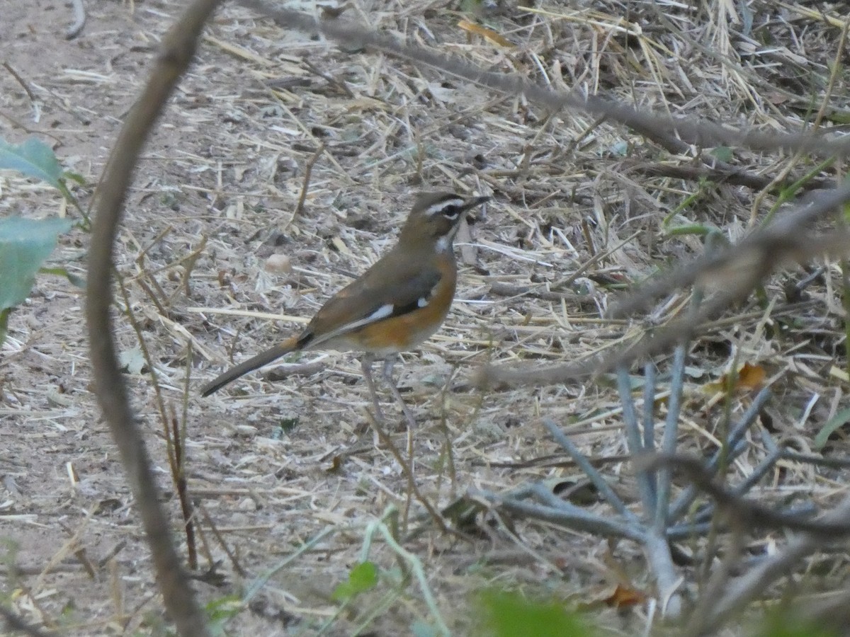 Bearded Scrub-Robin (Bearded) - ML345381101