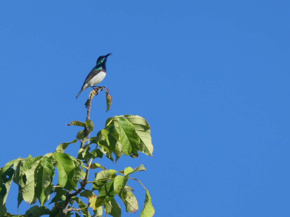 Weißbauch-Nektarvogel - ML345381271