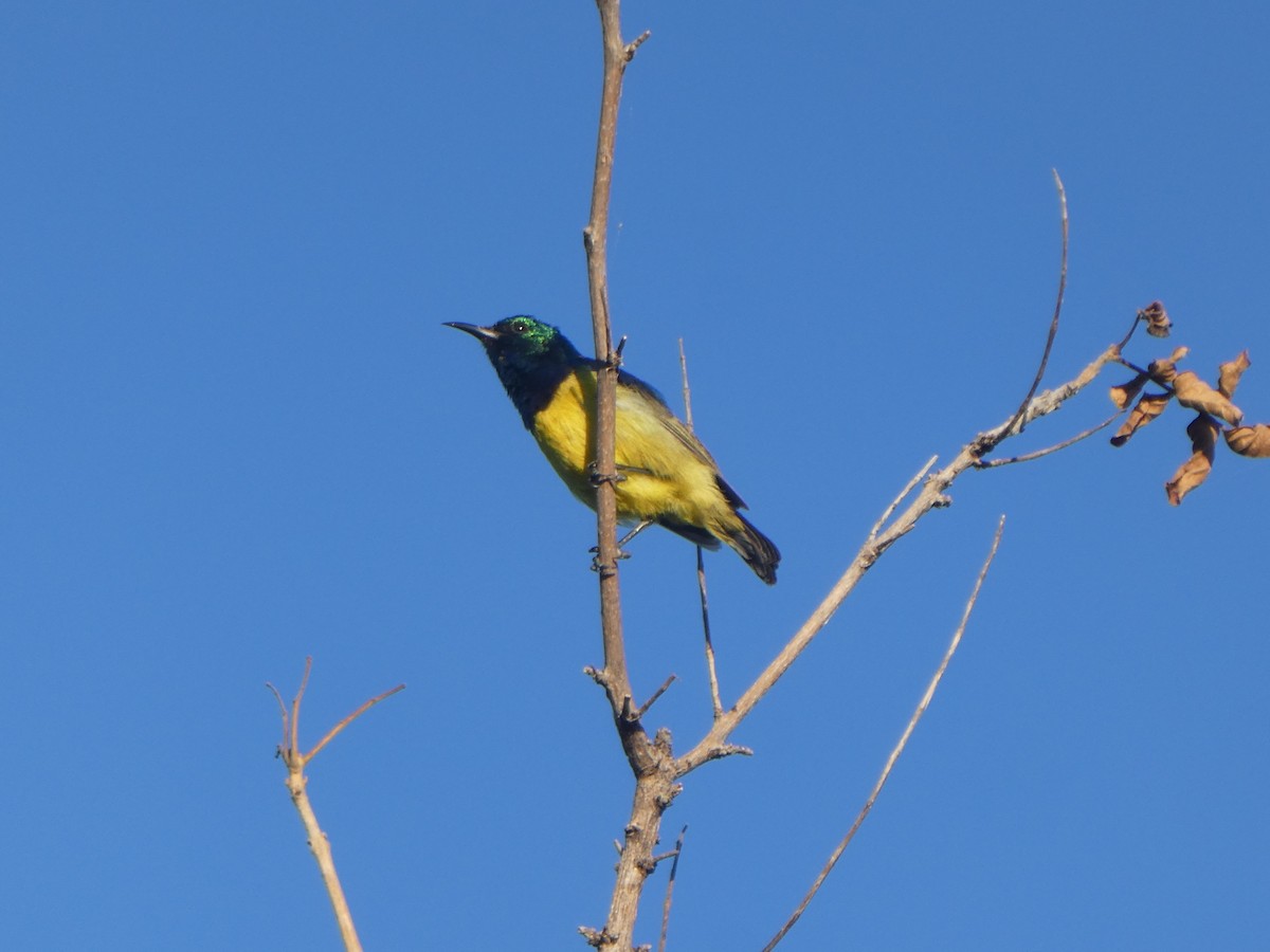 Collared Sunbird - Matthias Bachmann