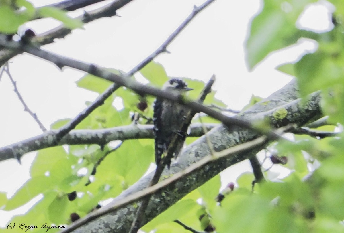 Lesser Spotted Woodpecker - Rajen Ayerra Vildarraz