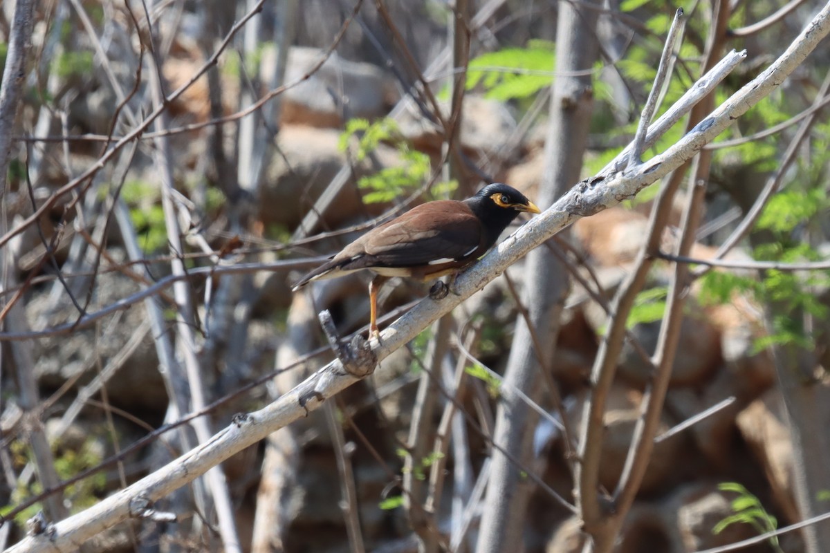 Common Myna - ML345383271