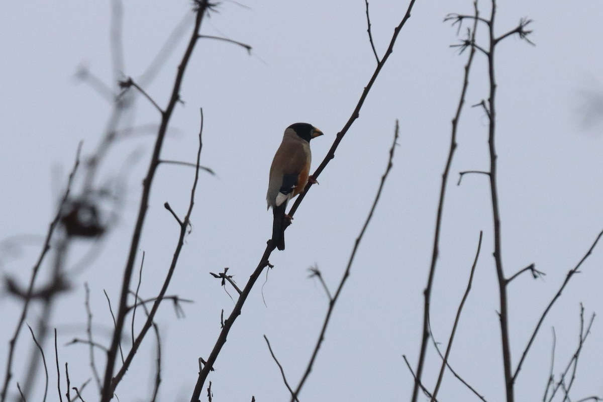 Yellow-billed Grosbeak - Yu-Wei (昱緯) LI (李)