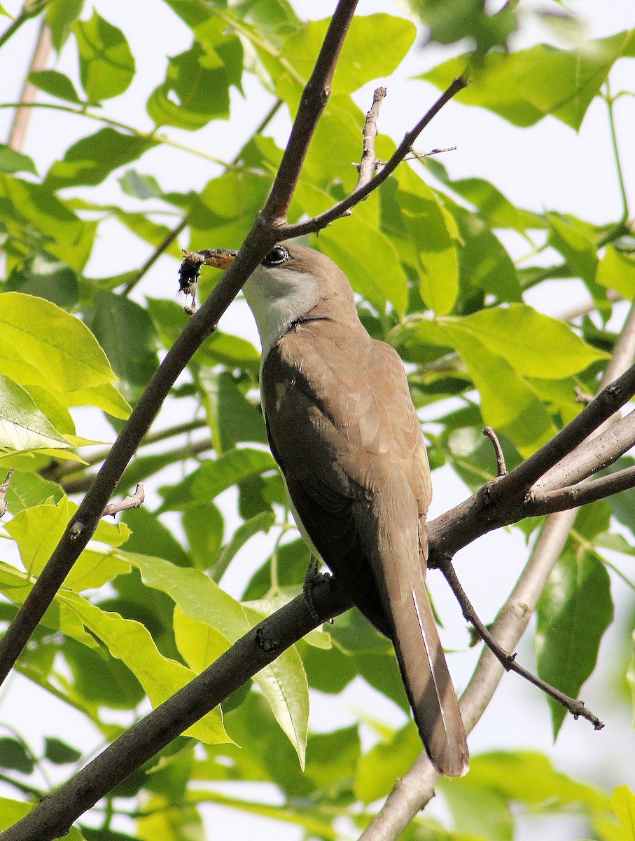 Yellow-billed Cuckoo - ML345385521