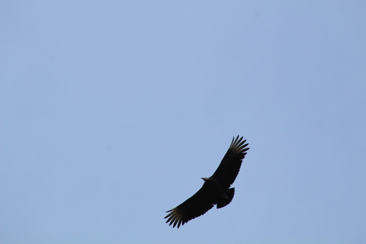 Black Vulture - ML345386131