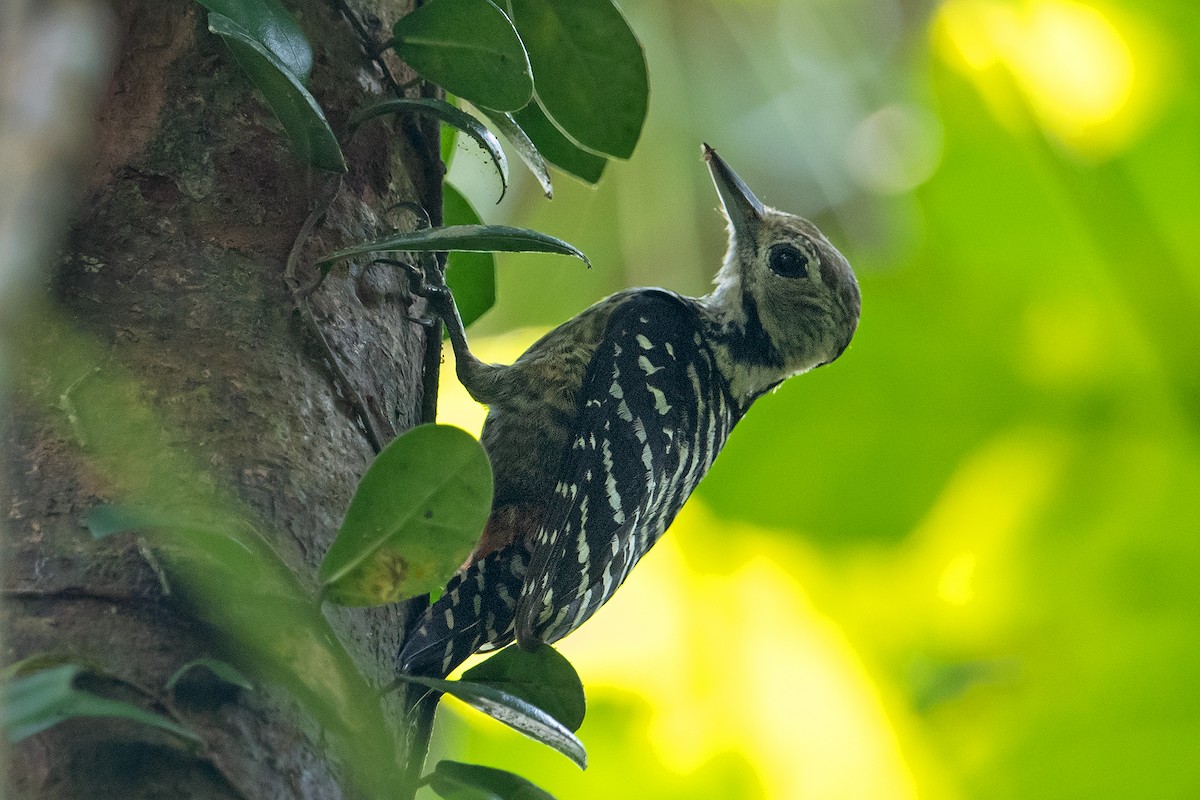 Freckle-breasted Woodpecker - Yash Kothiala