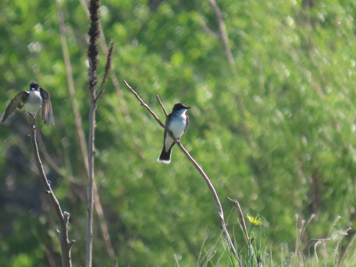Eastern Kingbird - ML345387881