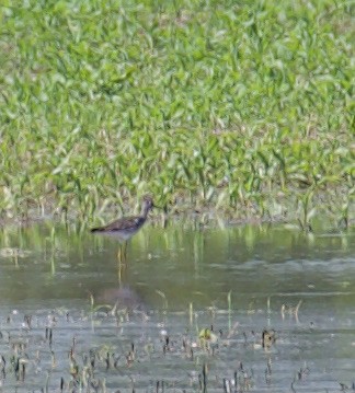 Lesser Yellowlegs - ML345387911