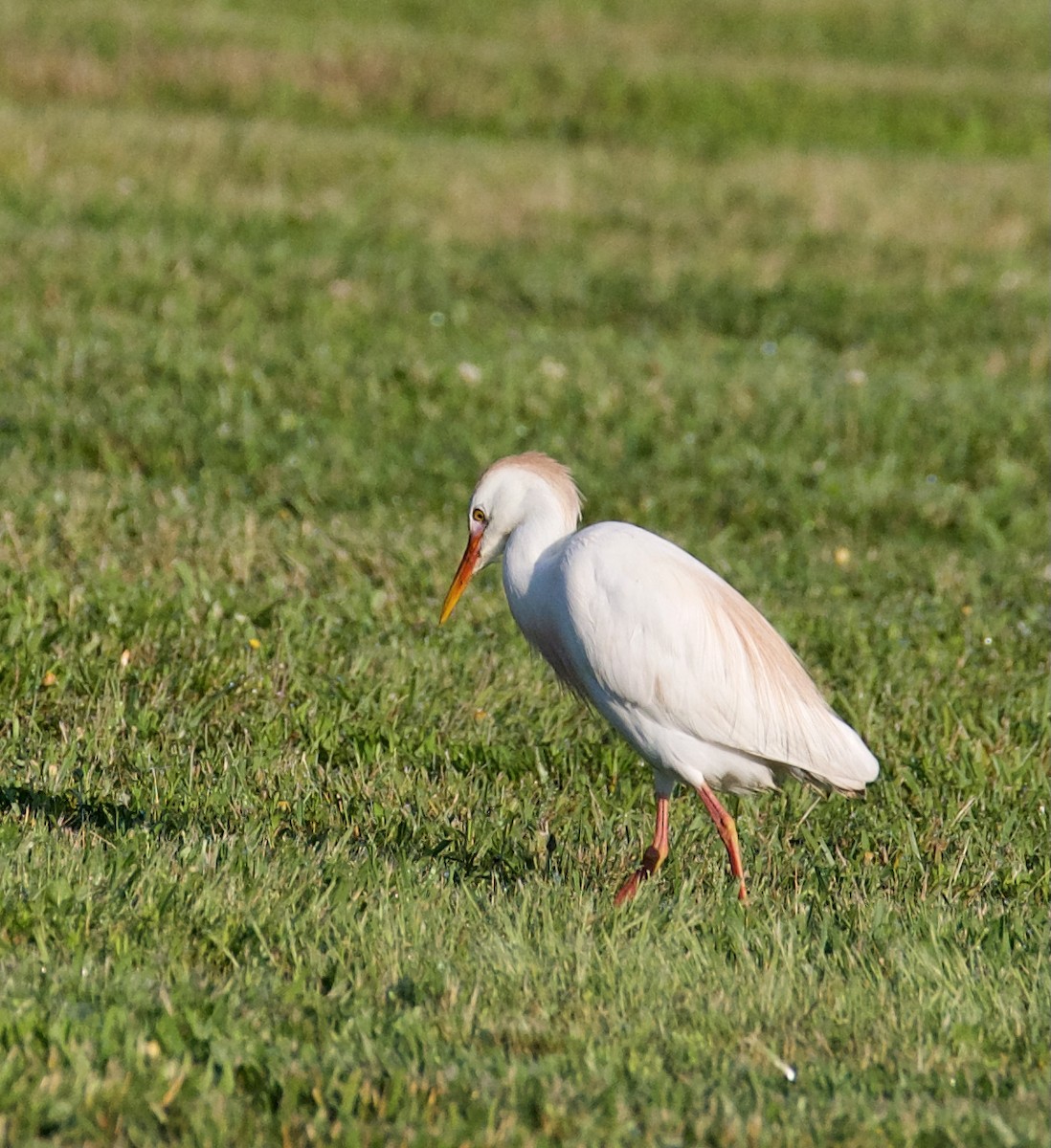 Western Cattle Egret - ML345388171