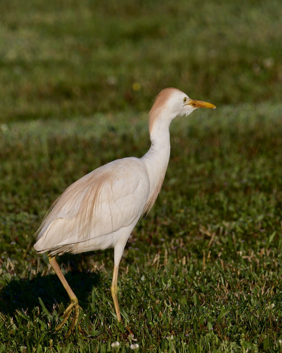 Western Cattle Egret - ML345388181