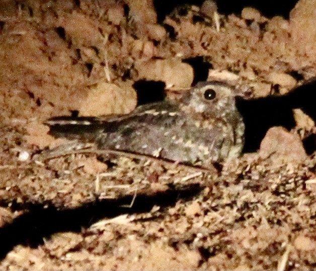 Standard-winged Nightjar - ML345389391