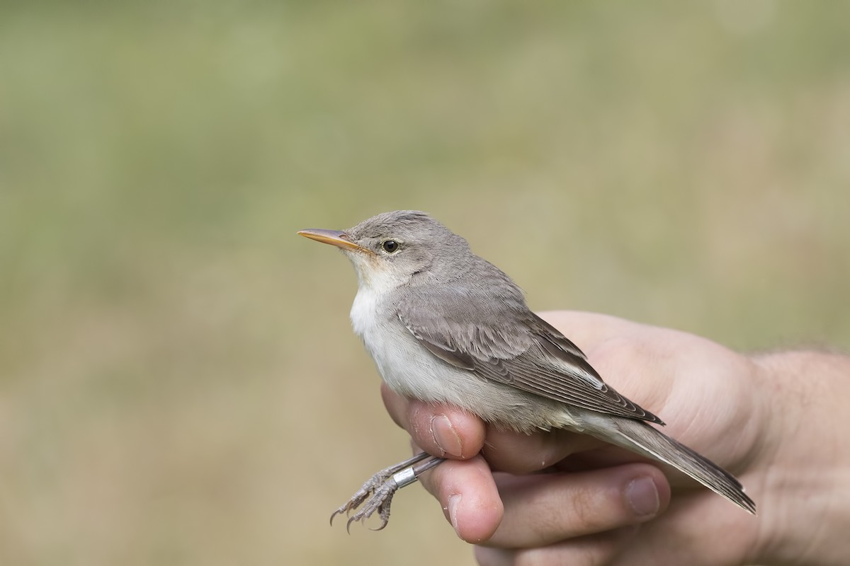 Olive-tree Warbler - ML345390801