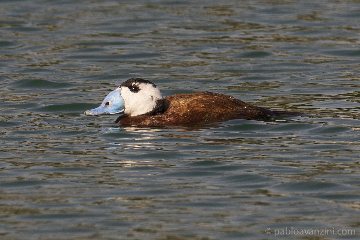 White-headed Duck - ML345392021