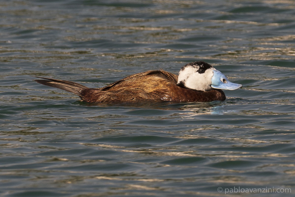 Ямаан сүүлт нугас - ML345392041