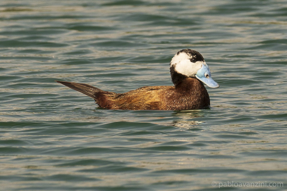 Ямаан сүүлт нугас - ML345392051