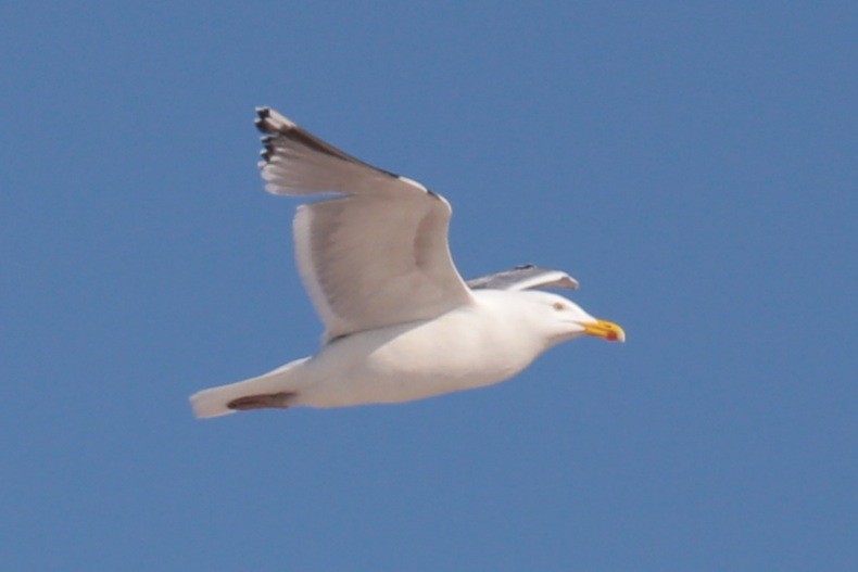 Gaviota Argéntea - ML345392341