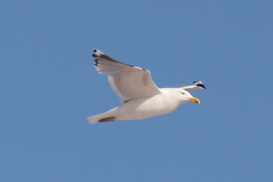 Herring Gull - ML345392351