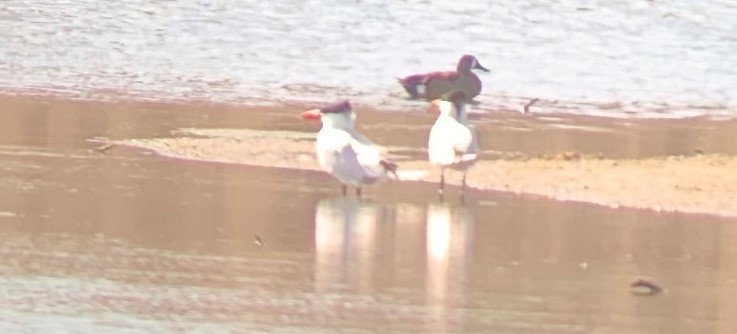 Caspian Tern - ML345394671