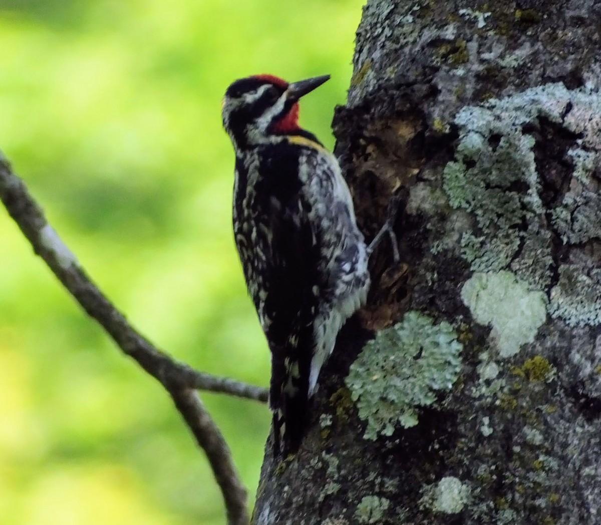 Yellow-bellied Sapsucker - ML345395081