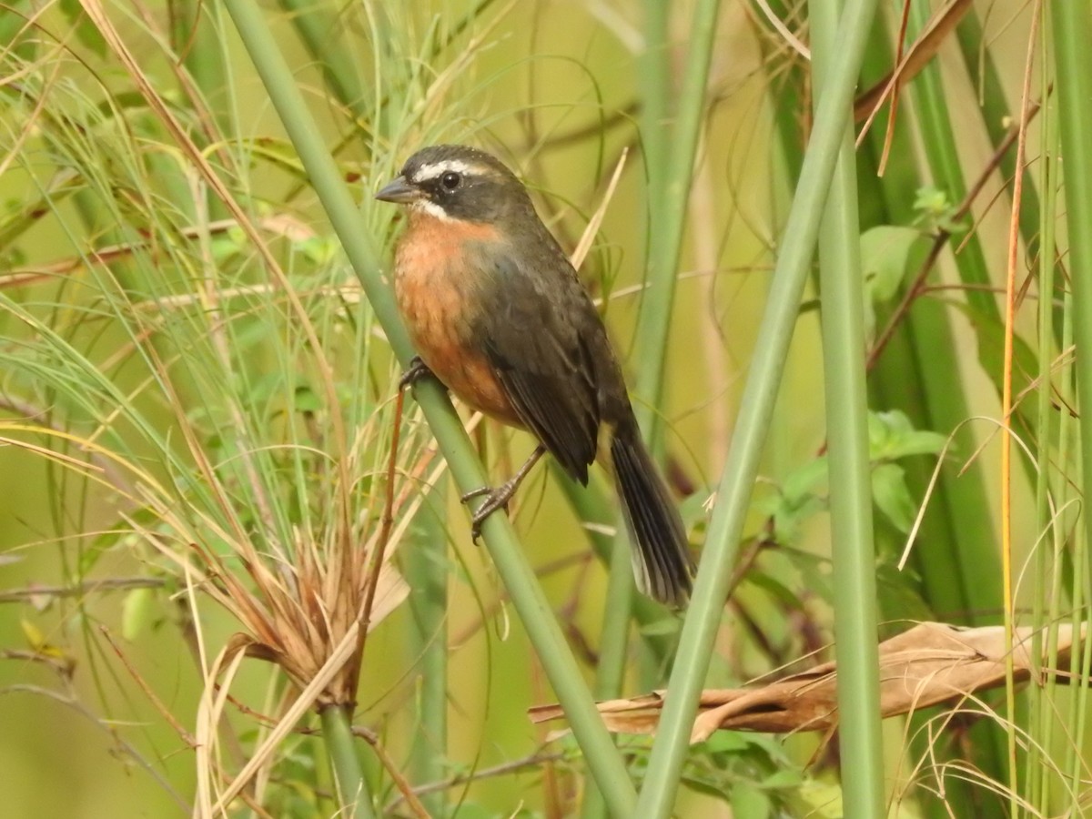 Black-and-rufous Warbling Finch - ML345397381