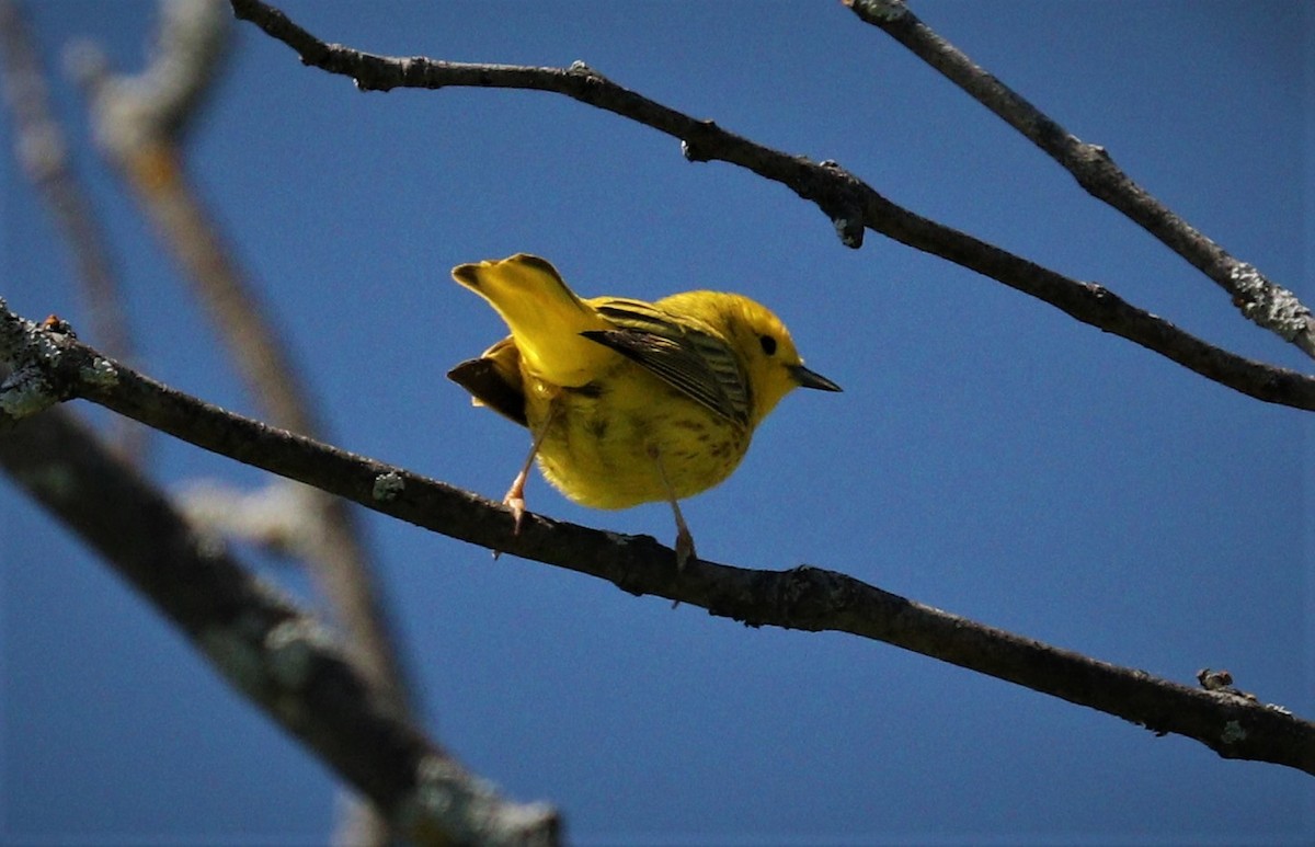 Yellow Warbler - ML345397531