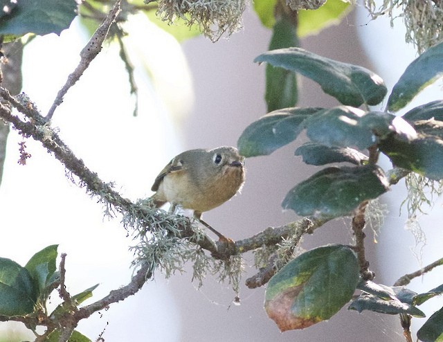 Ruby-crowned Kinglet - ML34539811