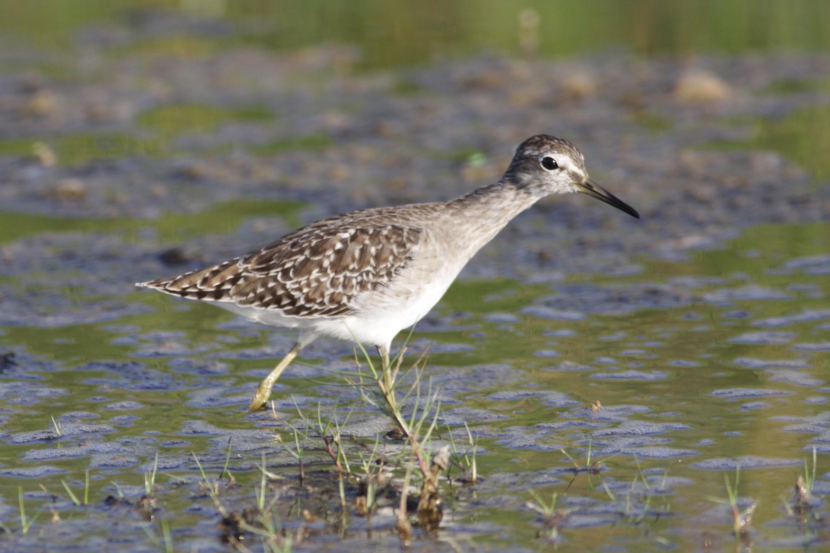 Wood Sandpiper - Oscar Campbell