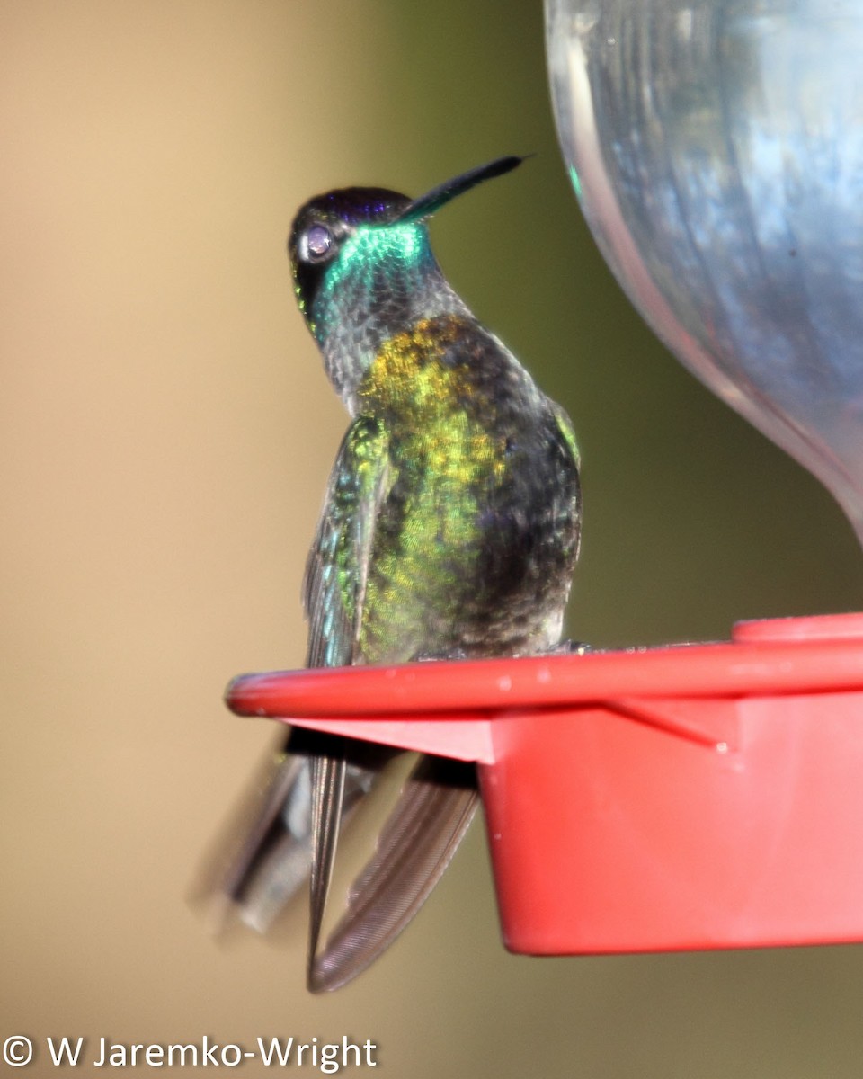 Rivoli's Hummingbird - ML34539891