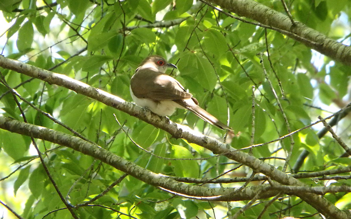 Black-billed Cuckoo - Jim O'Neill