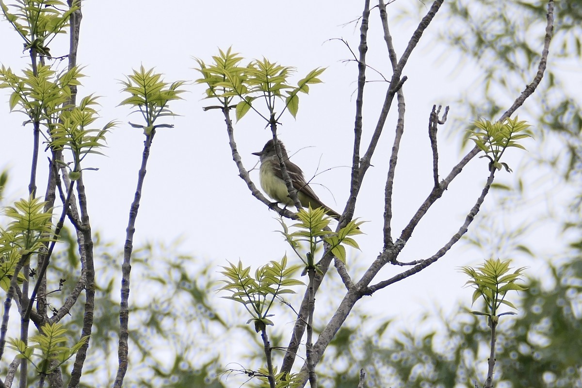 Great Crested Flycatcher - ML345400431