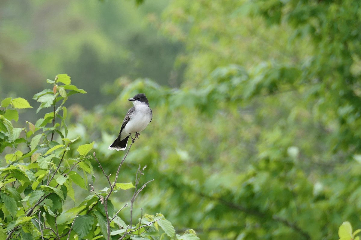 Eastern Kingbird - ML345400621