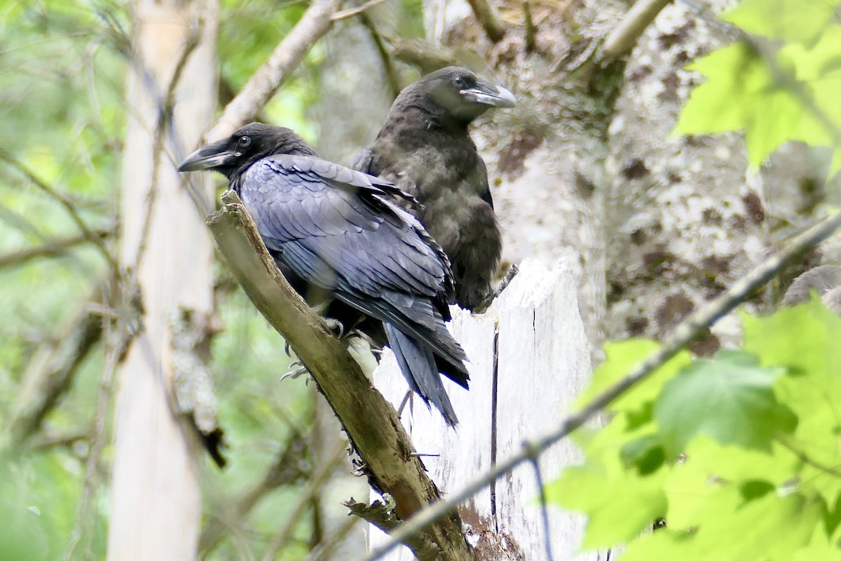 Common Raven - ML345400901