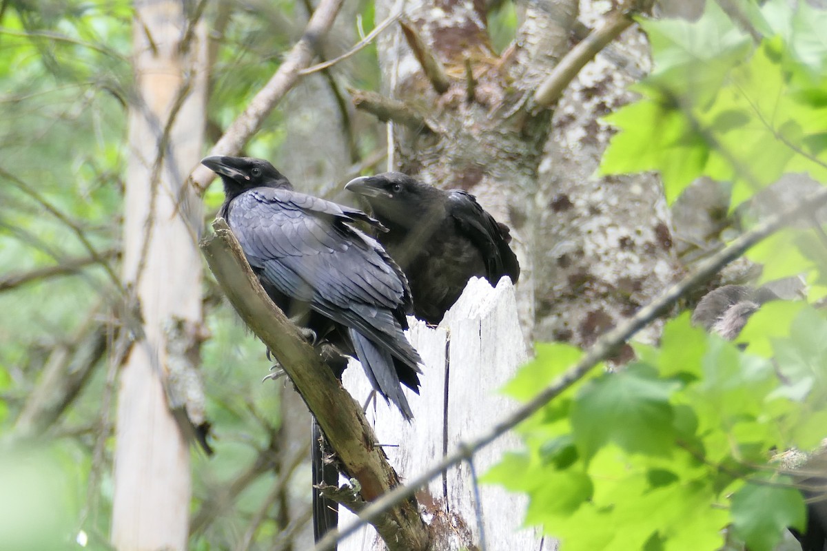 Common Raven - ML345400941