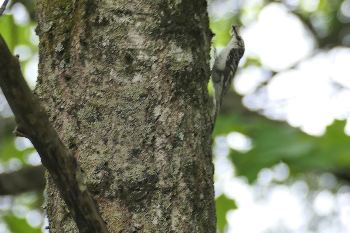 Brown Creeper - ML345401151