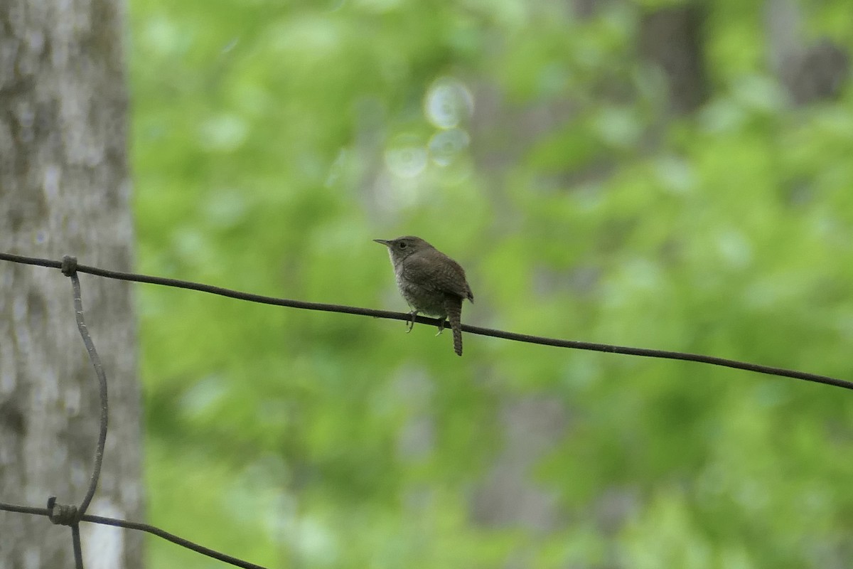 Northern House Wren - ML345401261