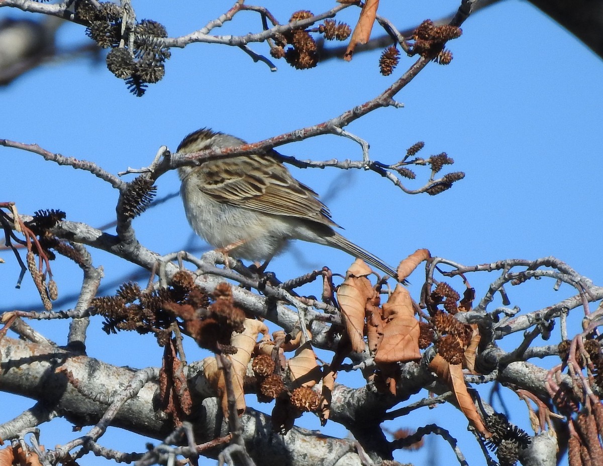 Clay-colored Sparrow - ML345402281