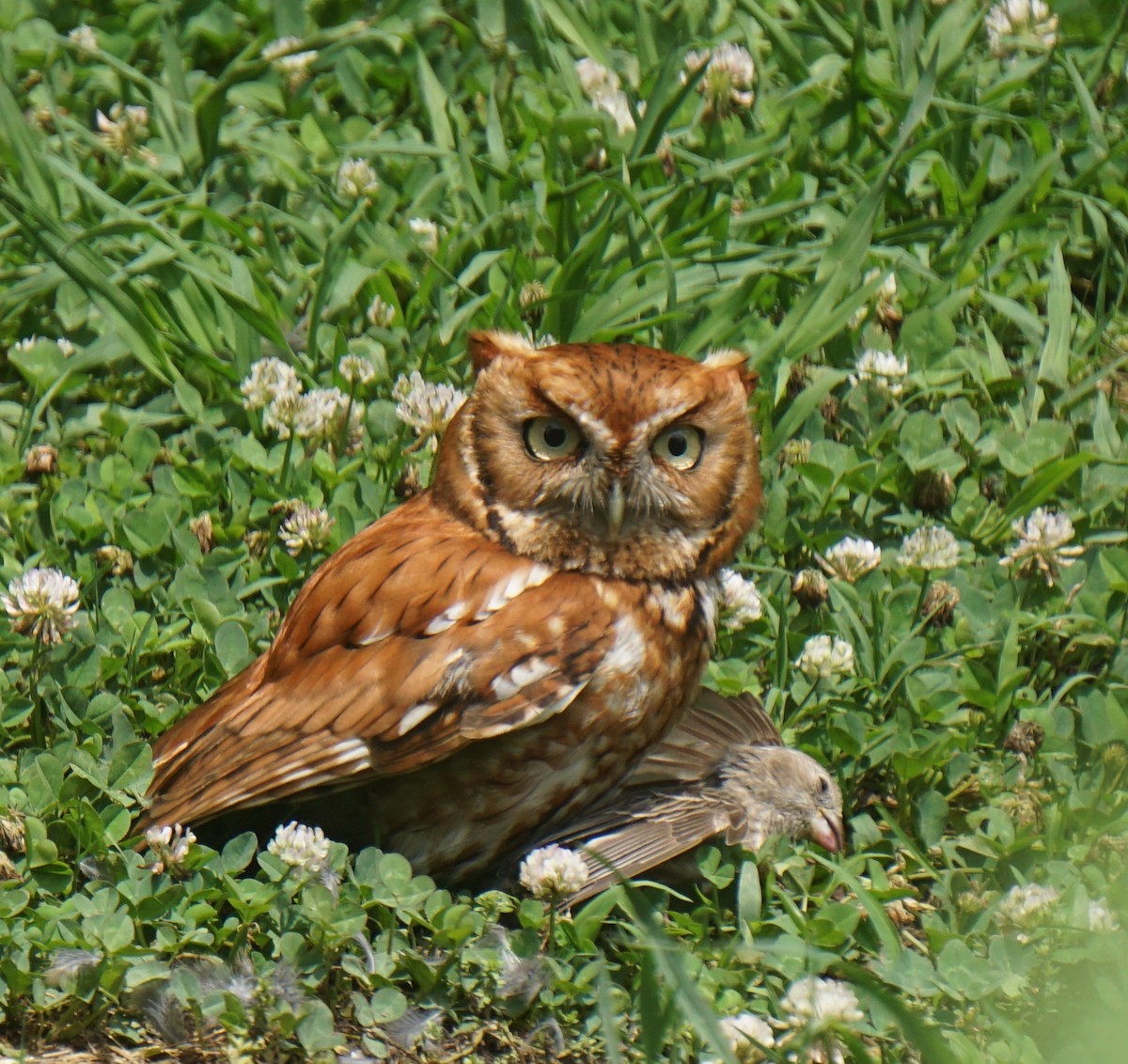 Eastern Screech-Owl - ML345402331