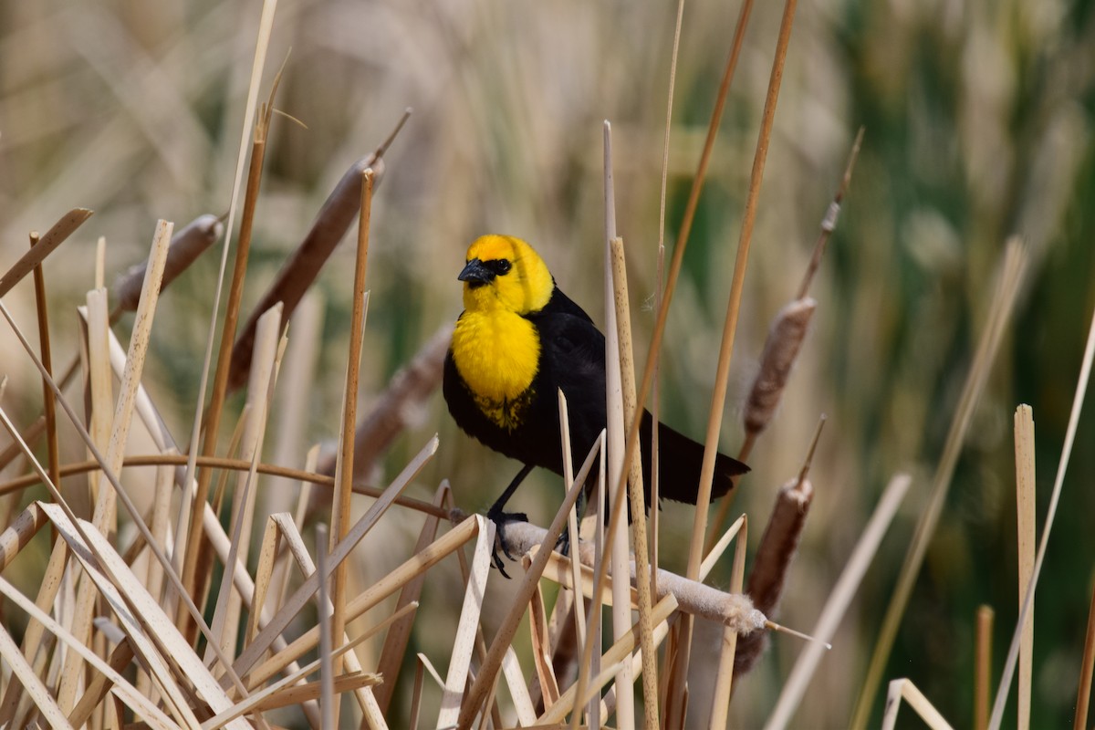Yellow-headed Blackbird - ML345402351