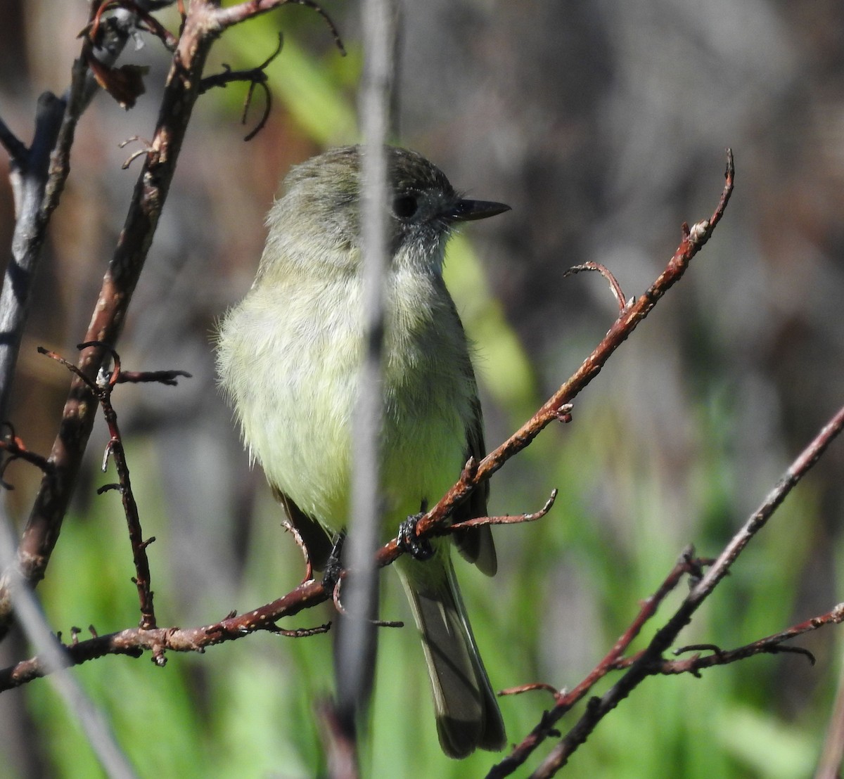 Dusky Flycatcher - ML345402671