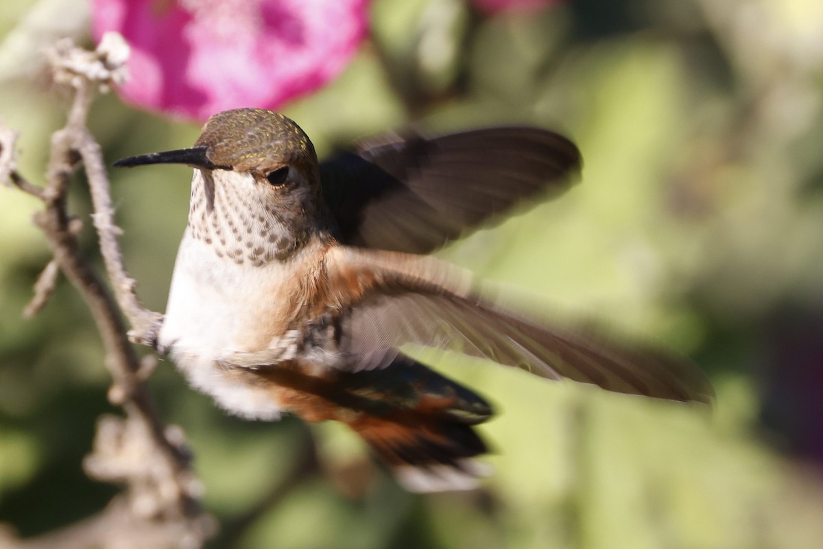 Rufous Hummingbird - ML345402761