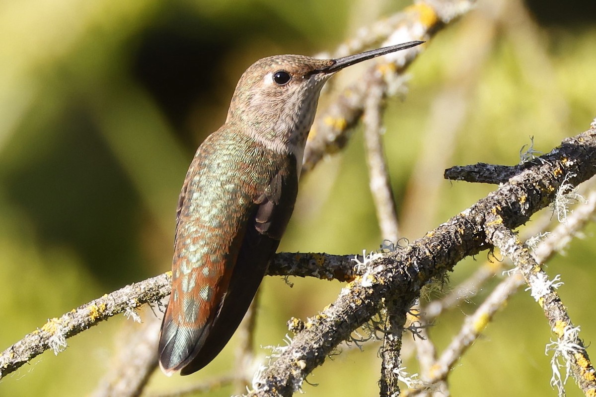 Rufous Hummingbird - ML345402861