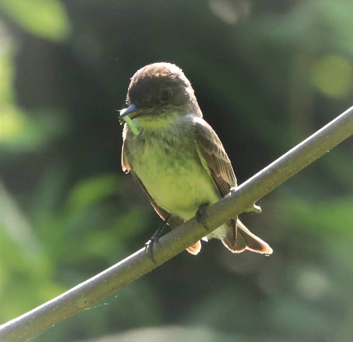 Eastern Phoebe - ML345402931