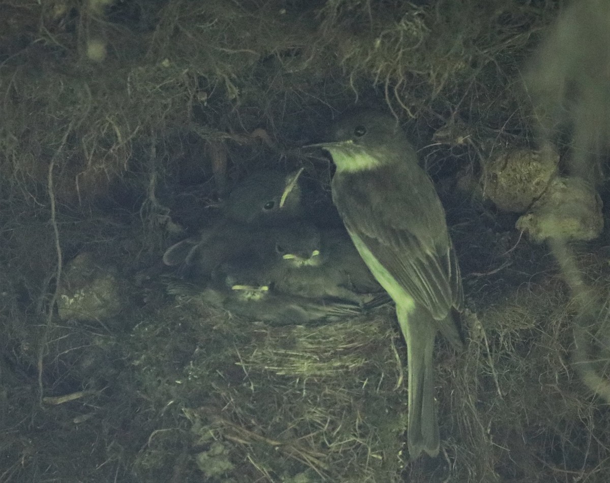 Eastern Phoebe - ML345402951