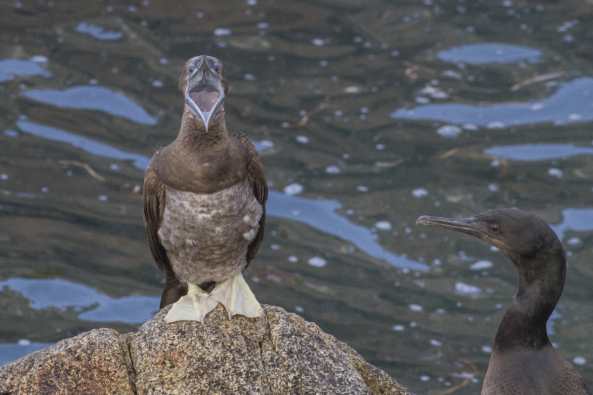 Brown Booby - ML34540341